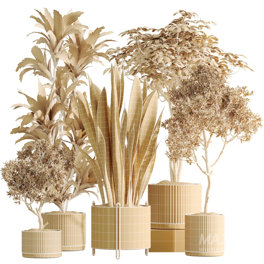 AV Indoor Plants Set 531 Olive Lemon Dragon Sansevieria Schefflera Arboricola - Image 8