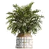AV Indoor Plants Set 509 Licuala Palm Olive Ficus Binnendijkii Drupifera Areca Palm - Thumbnail 1