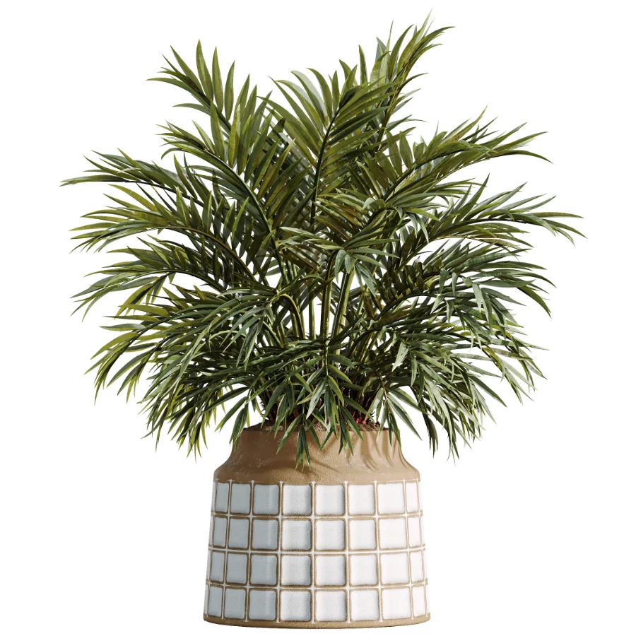 AV Indoor Plants Set 509 Licuala Palm Olive Ficus Binnendijkii Drupifera Areca Palm - Image 1