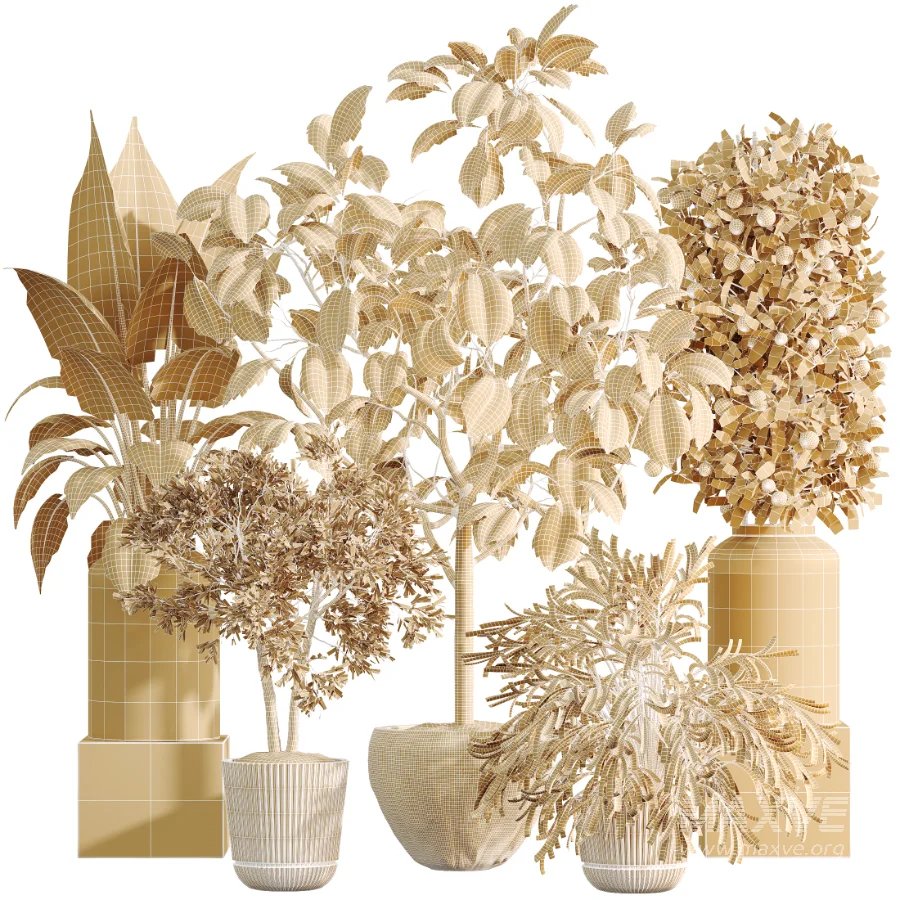 AV Indoor Plants Set 519 Orange Tree Ficus Marginata Alocasia Areca Palm Olive - Image 10