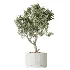 AV Indoor Plants Set 504 Ficus Elastica Olive Ficus lyrata Cactus Euphorbia - Thumbnail 1