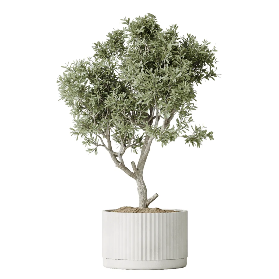 AV Indoor Plants Set 504 Ficus Elastica Olive Ficus lyrata Cactus Euphorbia - Image 1