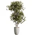 AV Indoor Plants Set 529 Olive Peace Lily Spineless Yucca Ficus African Fig - Thumbnail 4
