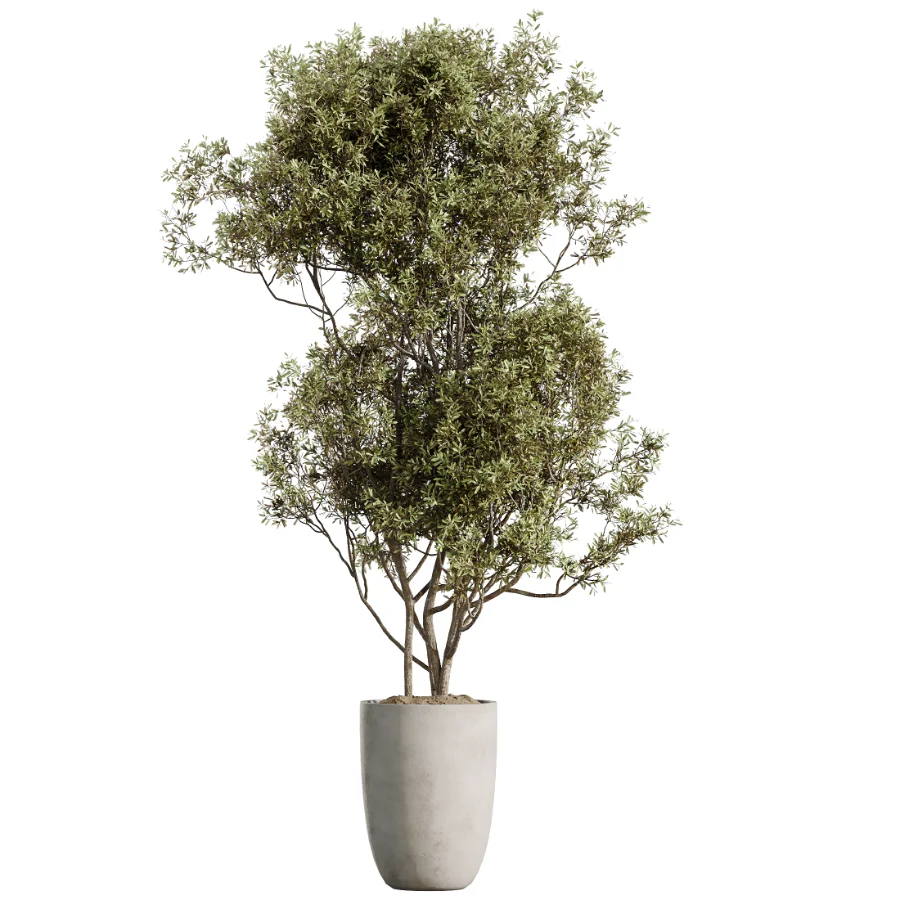 AV Indoor Plants Set 529 Olive Peace Lily Spineless Yucca Ficus African Fig - Image 4