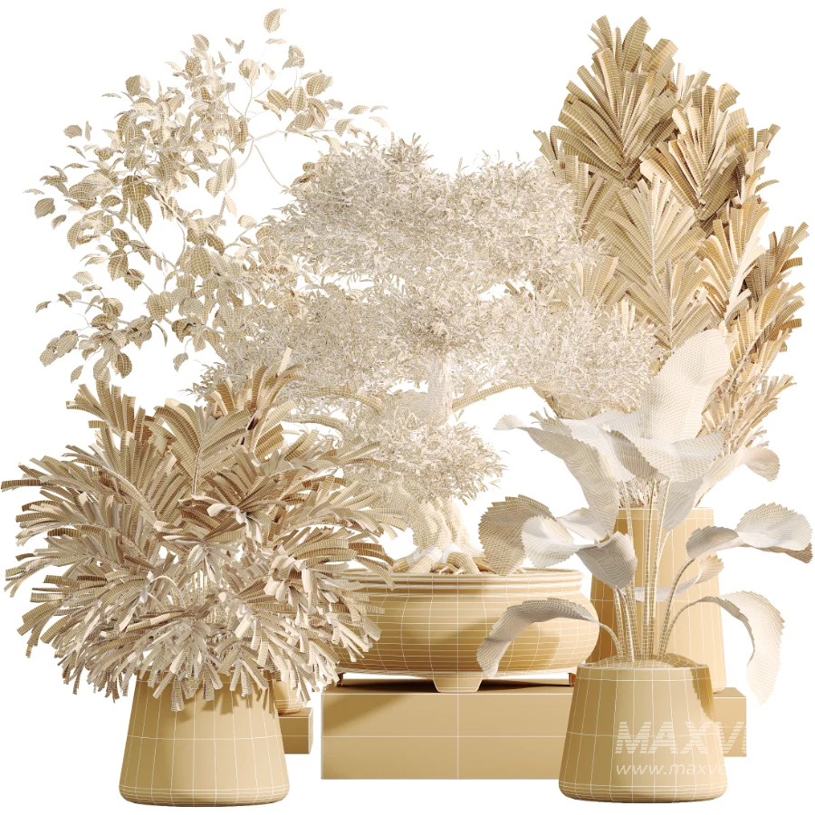 AV Indoor Plants Set 534 ParadiseBird Areca Palm Olive Ficus Dracaena Marginata - Image 11