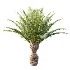AV Plant Phoenix Canariensis Palm Tree 03 - Thumbnail 3