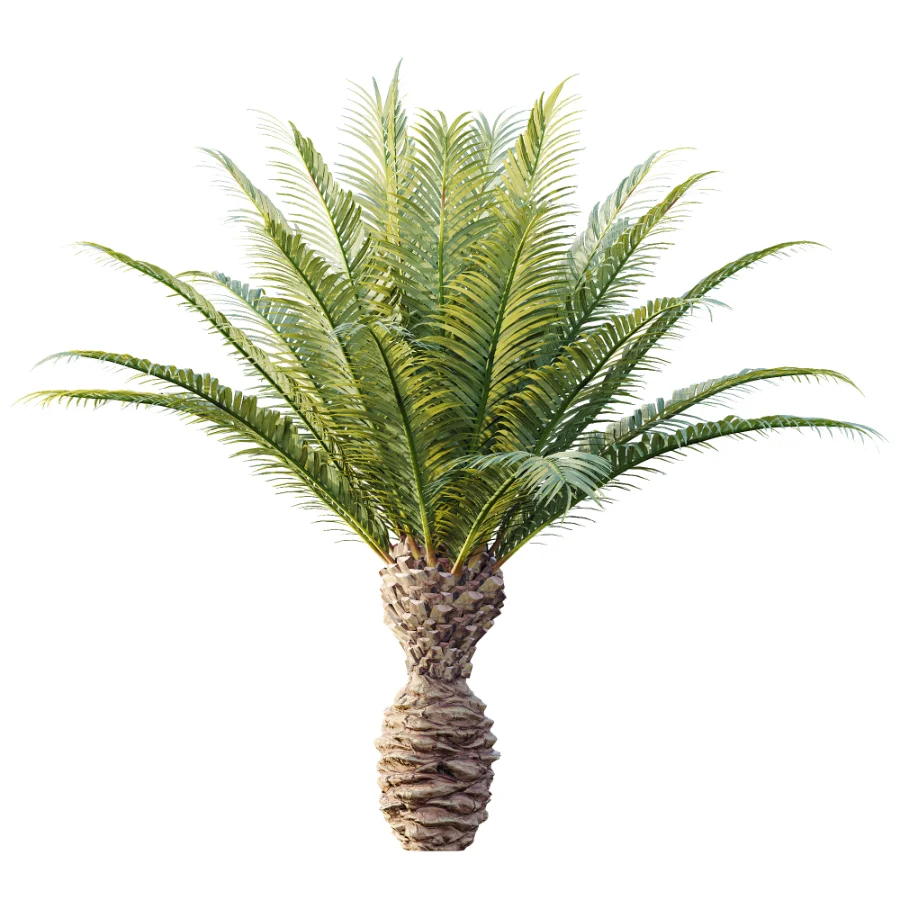 AV Plant Phoenix Canariensis Palm Tree 03 - Image 3