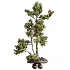 AV Indoor Plants Set 535 Bonsai Pinus Pentaphylla Thunbergii - Thumbnail 2