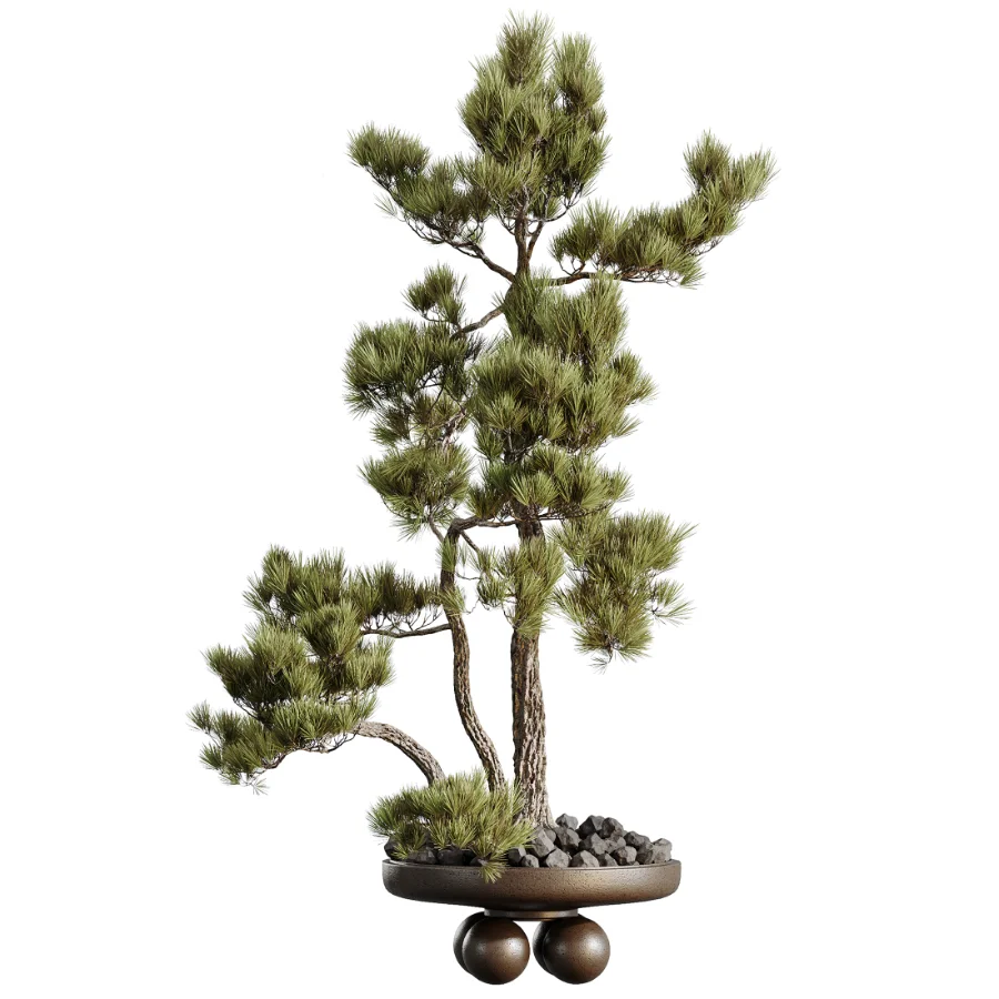 AV Indoor Plants Set 535 Bonsai Pinus Pentaphylla Thunbergii - Image 2