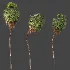 AV Plant Washingtonia Robusta 6 Palm Tree 02 - Thumbnail 4