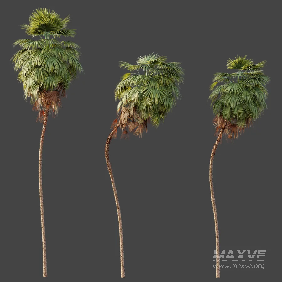 AV Plant Washingtonia Robusta 6 Palm Tree 02 - Image 4