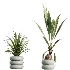AV Indoor Plants Set 517 Ficus Coconut Palm Ficus Elastica Olive Eucalyptus - Thumbnail 7