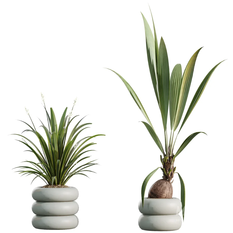 AV Indoor Plants Set 517 Ficus Coconut Palm Ficus Elastica Olive Eucalyptus - Image 7