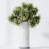 AV Indoor Plants Set 510 Yucca Briful Pachira Banana Olive - Thumbnail 6