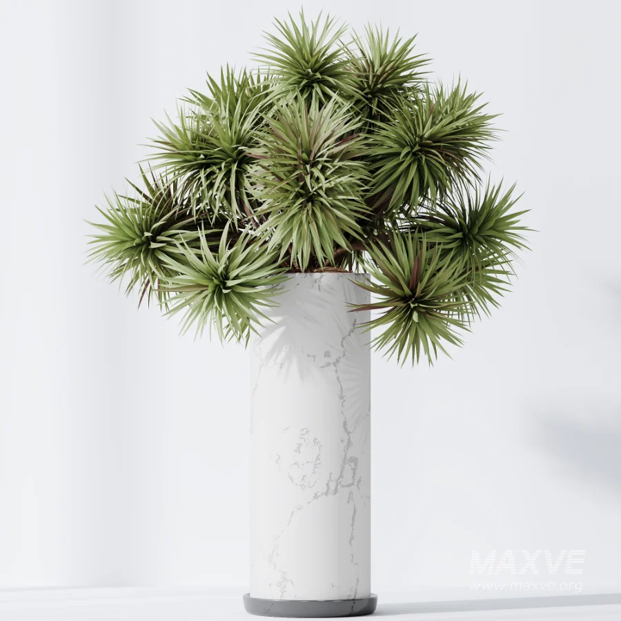 AV Indoor Plants Set 510 Yucca Briful Pachira Banana Olive - Image 6