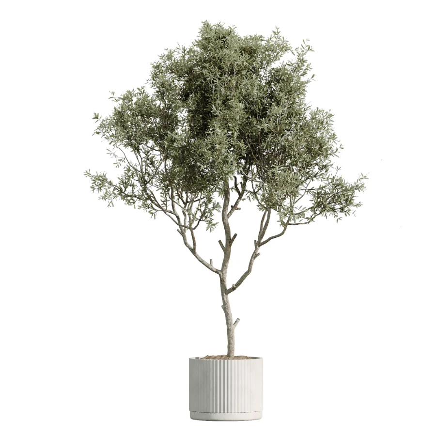 AV Indoor Plants Set 504 Ficus Elastica Olive Ficus lyrata Cactus Euphorbia - Image 5