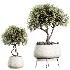 AV Indoor Plants Set 530 Olive Fruit Orange Tree Lemon Lime Calathea Lutea - Thumbnail 7