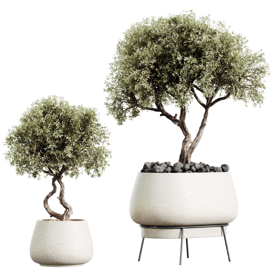 AV Indoor Plants Set 530 Olive Fruit Orange Tree Lemon Lime Calathea Lutea - Image 7