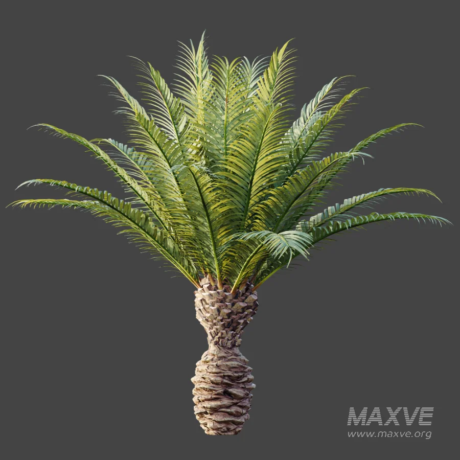 AV Plant Phoenix Canariensis Palm Tree 03 - Image 5