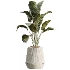 AV Indoor Plants Set514 Olive Banana Yucca Calathea Lutea Zamioculcas Zamiifolia - Thumbnail 1