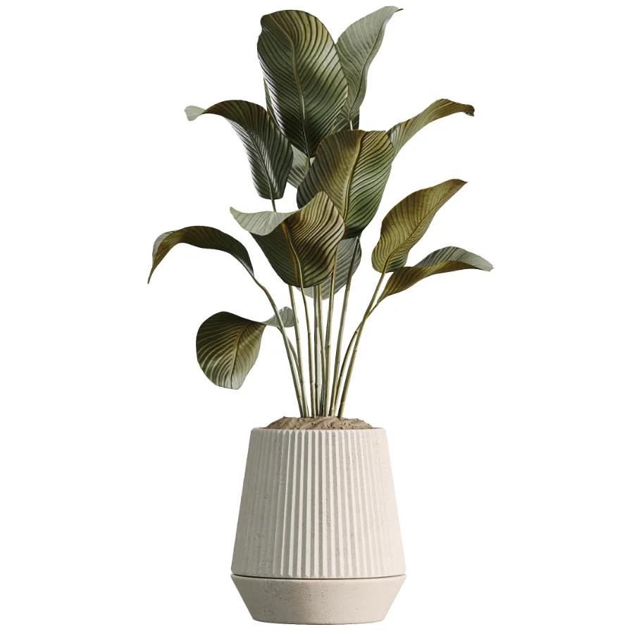 AV Indoor Plants Set514 Olive Banana Yucca Calathea Lutea Zamioculcas Zamiifolia - Image 1