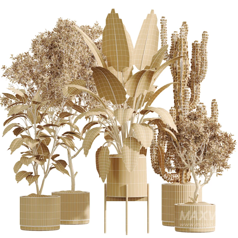 AV Indoor Plants Set 504 Ficus Elastica Olive Ficus lyrata Cactus Euphorbia - Image 7