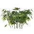 AV Plant Rhapis Excelsa Palm Bush 02 - Thumbnail 2