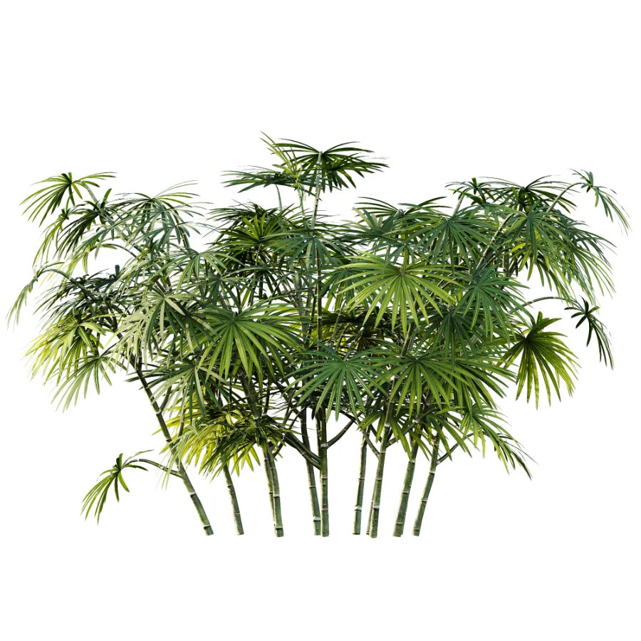 AV Plant Rhapis Excelsa Palm Bush 02 - Image 2