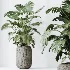 AV Indoor Plants Set 511 Olive Ficus microcarpa Rhapis Palm Giant Monstera - Thumbnail 5