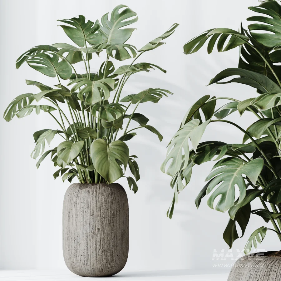 AV Indoor Plants Set 511 Olive Ficus microcarpa Rhapis Palm Giant Monstera - Image 5