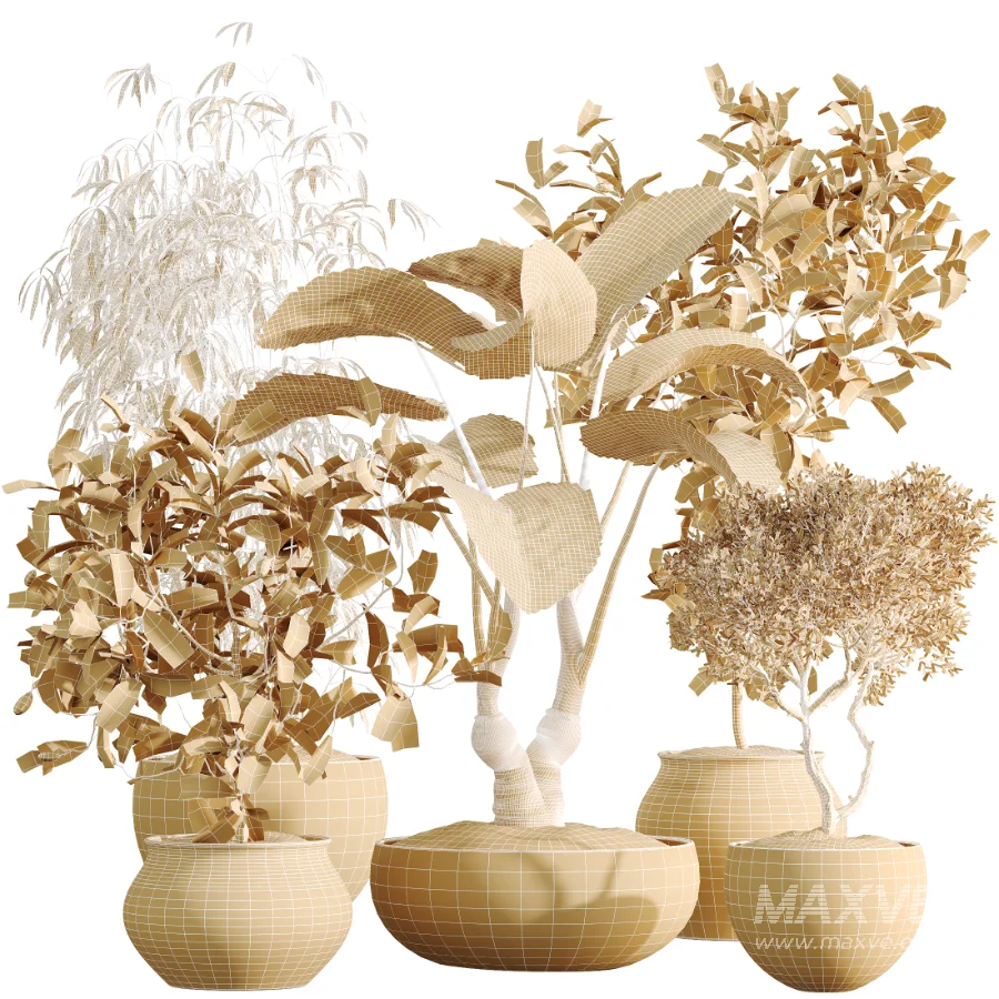 AV Indoor Plants Set 537 Cunjevoi Alocasia Olive Briful Pachira Ficus Marginata - Image 7
