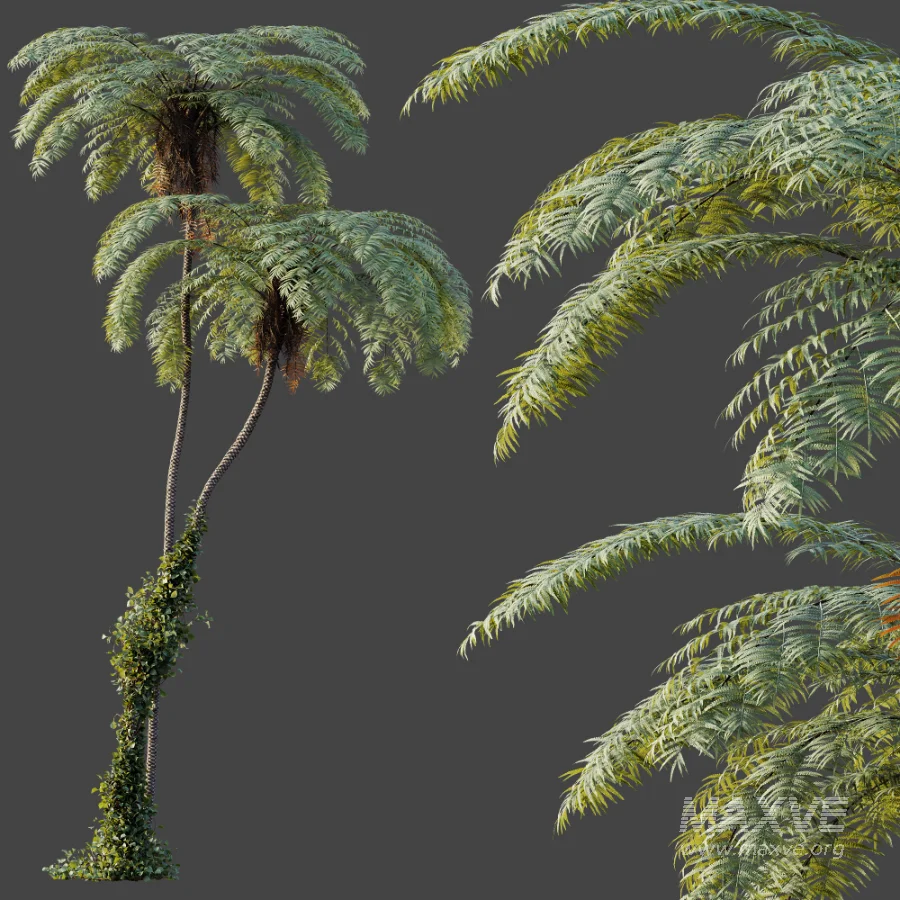 AV Plant Sphaeropteris Lepifera Palm Tree 02 - Image 3