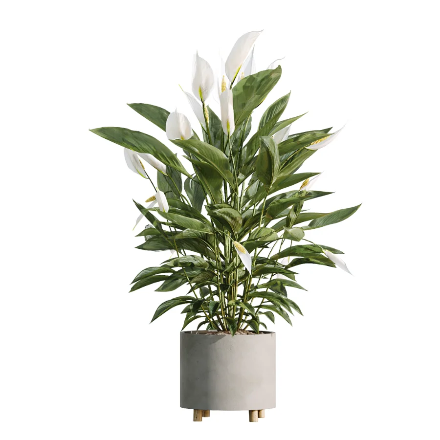 AV Indoor Plants Set 506 Peace Lily Cunjevoi Briful Pachira Warneckii Alnus - Image 5