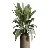 AV Indoor Plants Set 516 Licuala Palm Ficus Marginata Yucca and Olive Ficus - Thumbnail 1