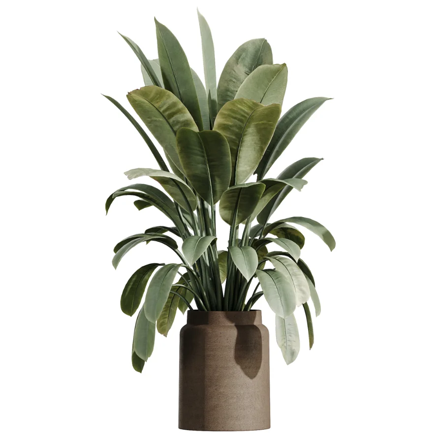 AV Indoor Plants Set 516 Licuala Palm Ficus Marginata Yucca and Olive Ficus - Image 1