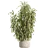 AV Indoor Plants Set 536 Olive Ficus Binnendijkii ParadiseBird Euphorbia - Thumbnail 2