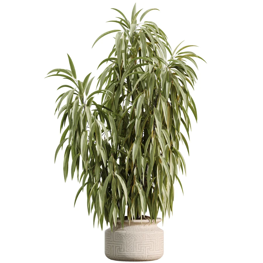 AV Indoor Plants Set 536 Olive Ficus Binnendijkii ParadiseBird Euphorbia - Image 2