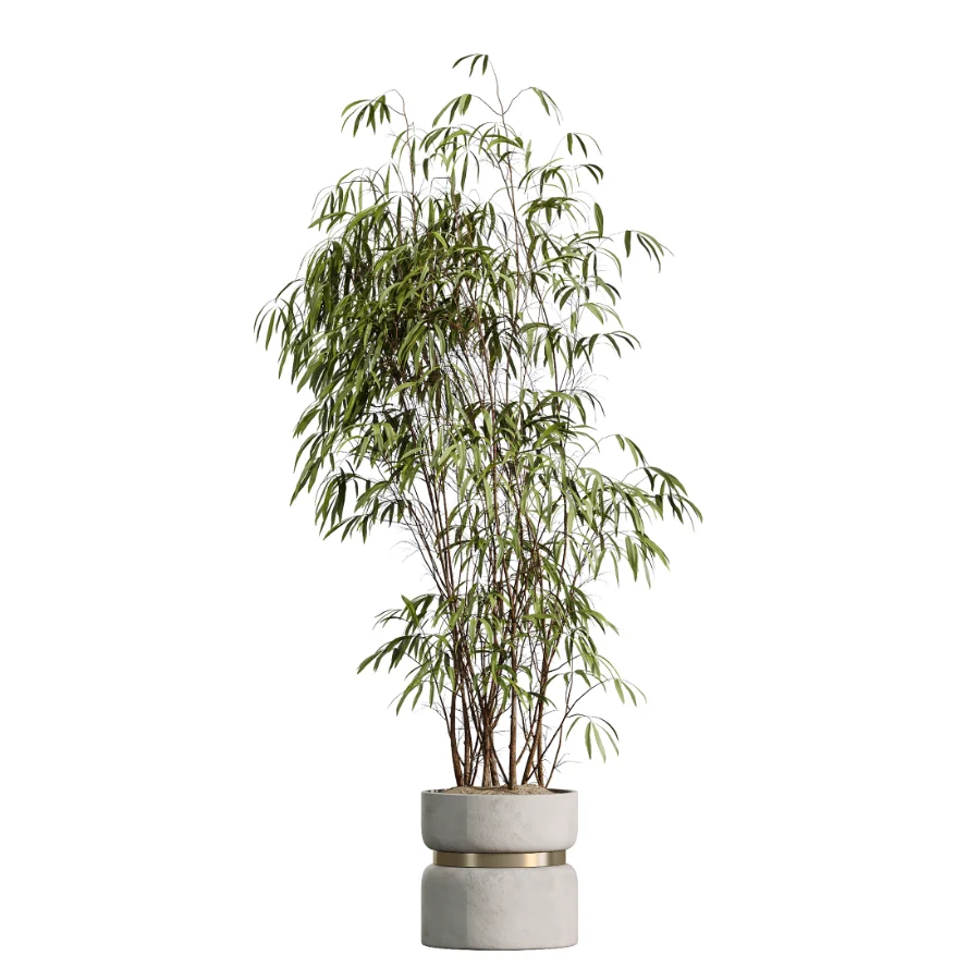 AV Indoor Plants Set 505 Alocasia Elefantenohr Eucalyptus Bouquet Olive Ficus - Image 2