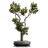 AV Indoor Plants Set 535 Bonsai Pinus Pentaphylla Thunbergii - Thumbnail 3