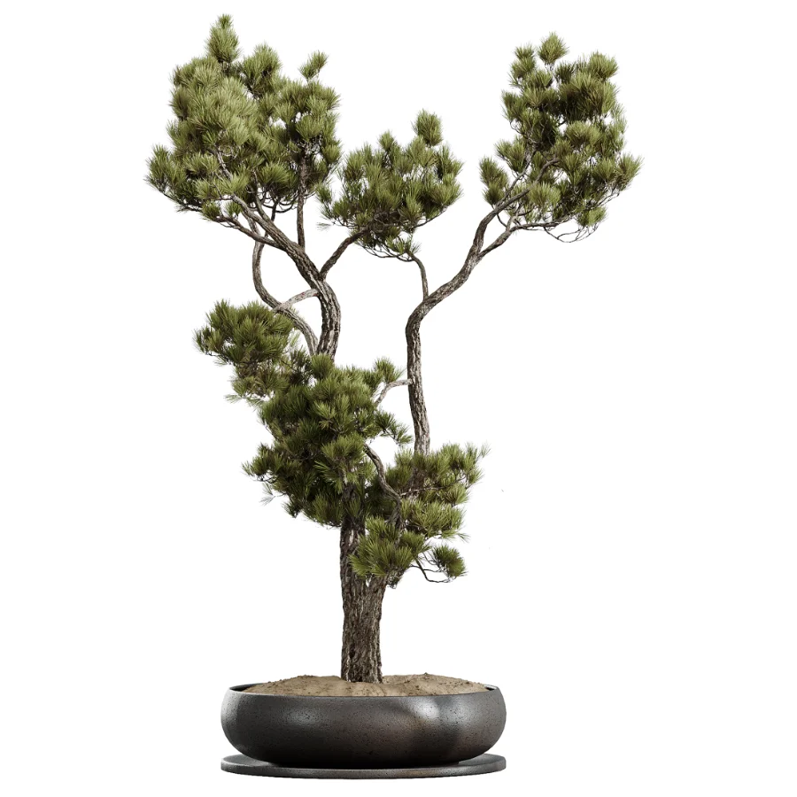 AV Indoor Plants Set 535 Bonsai Pinus Pentaphylla Thunbergii - Image 3