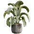 AV Indoor Plants Set 533 ParadiseBird Olive Fruit Bosnai Orange Tree Cactus - Thumbnail 3