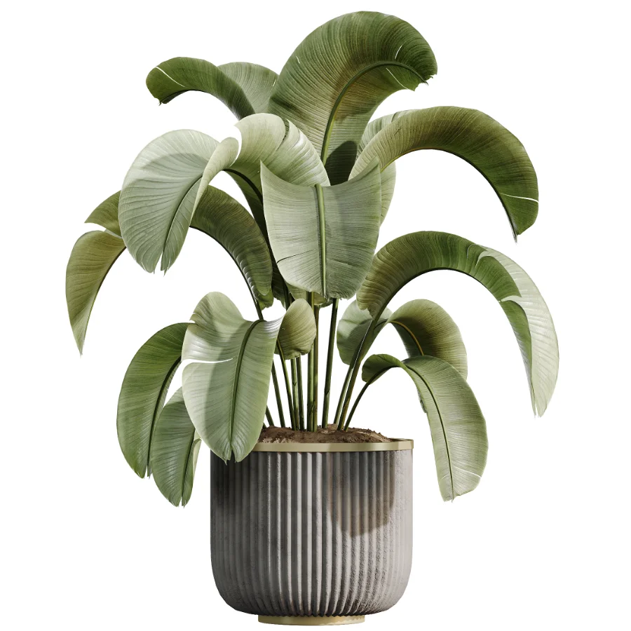 AV Indoor Plants Set 533 ParadiseBird Olive Fruit Bosnai Orange Tree Cactus - Image 3