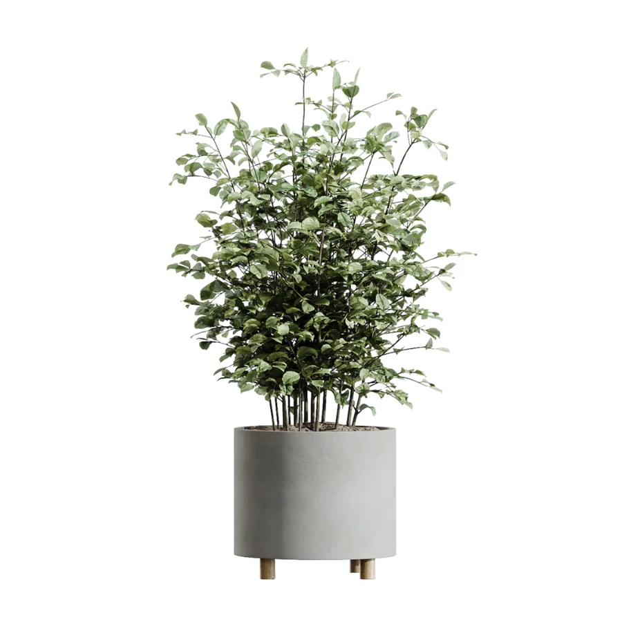 AV Indoor Plants Set 506 Peace Lily Cunjevoi Briful Pachira Warneckii Alnus - Image 4