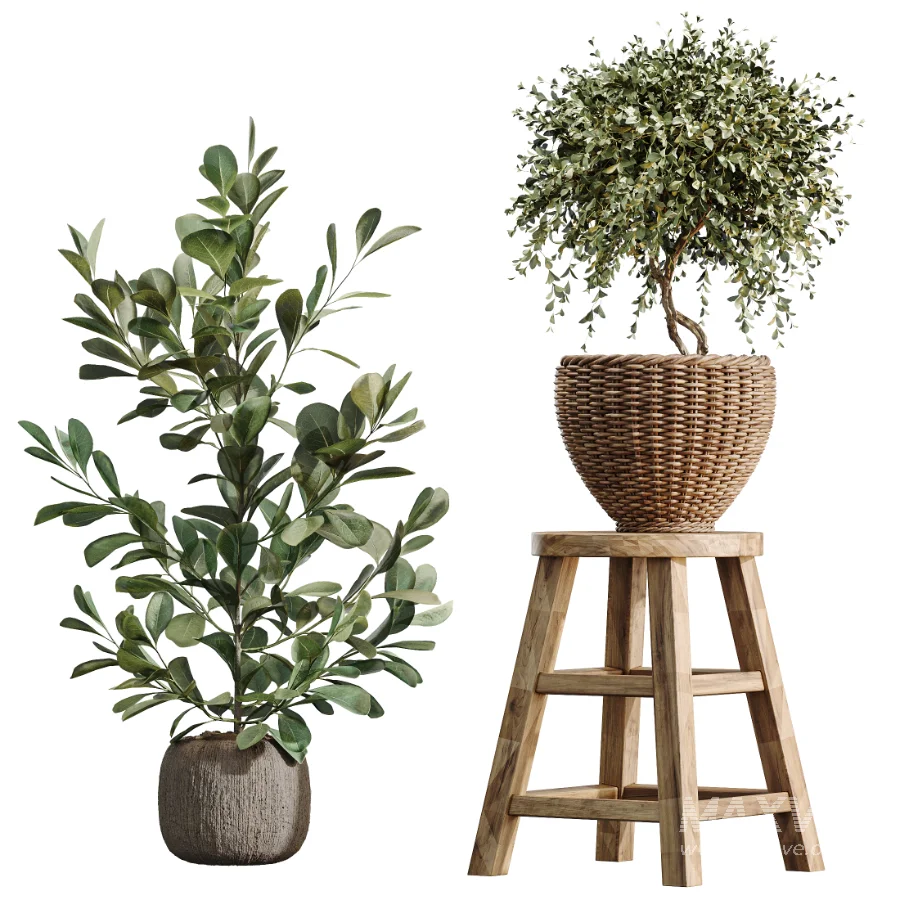 AV Indoor Plants Set 511 Olive Ficus microcarpa Rhapis Palm Giant Monstera - Image 6