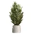 AV Indoor Plants Set 503 Dracaena Warneckii Olive Elegant Monstera Areca Palm - Thumbnail 2