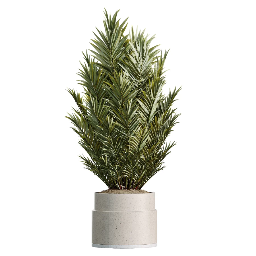 AV Indoor Plants Set 503 Dracaena Warneckii Olive Elegant Monstera Areca Palm - Image 2