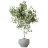AV Indoor Plants Set 506 Peace Lily Cunjevoi Briful Pachira Warneckii Alnus - Thumbnail 2