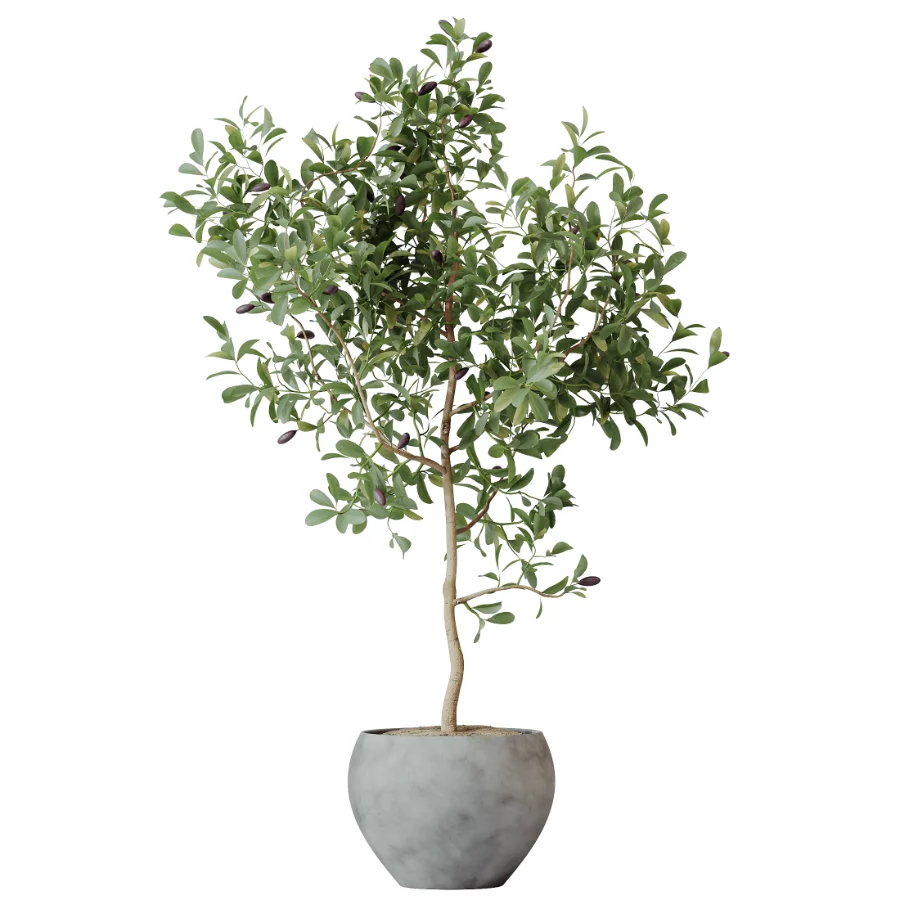 AV Indoor Plants Set 506 Peace Lily Cunjevoi Briful Pachira Warneckii Alnus - Image 2