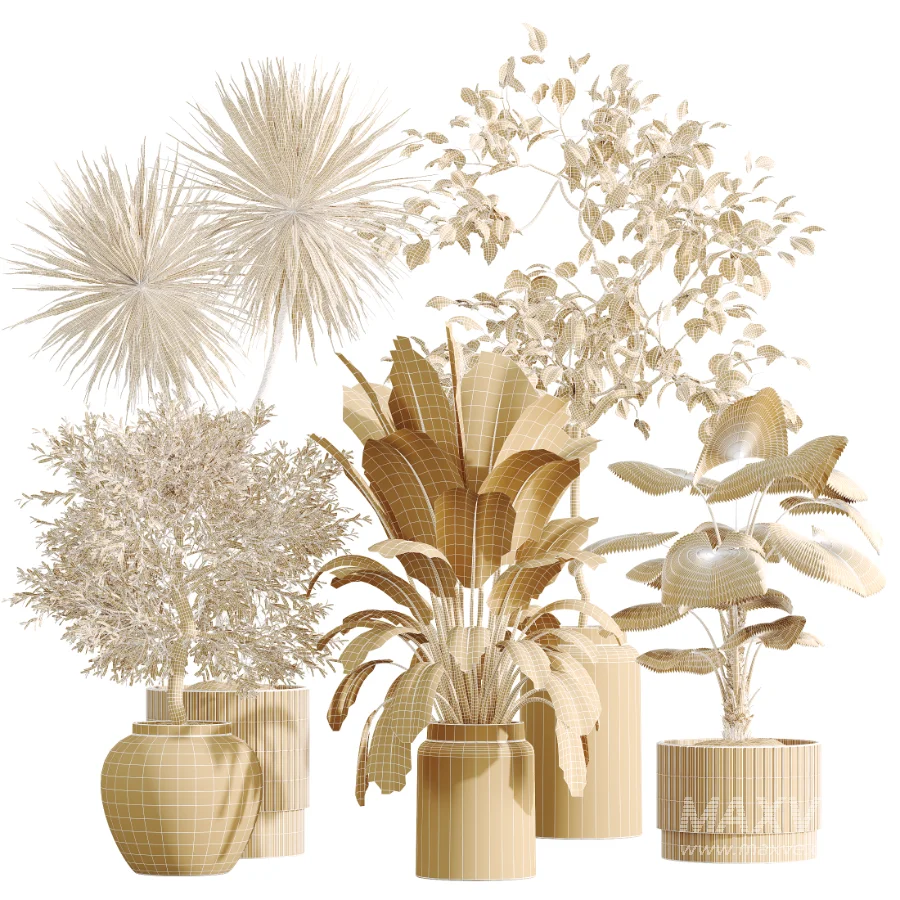 AV Indoor Plants Set 516 Licuala Palm Ficus Marginata Yucca and Olive Ficus - Image 8