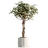 AV Indoor Plants Set 531 Olive Lemon Dragon Sansevieria Schefflera Arboricola - Thumbnail 3